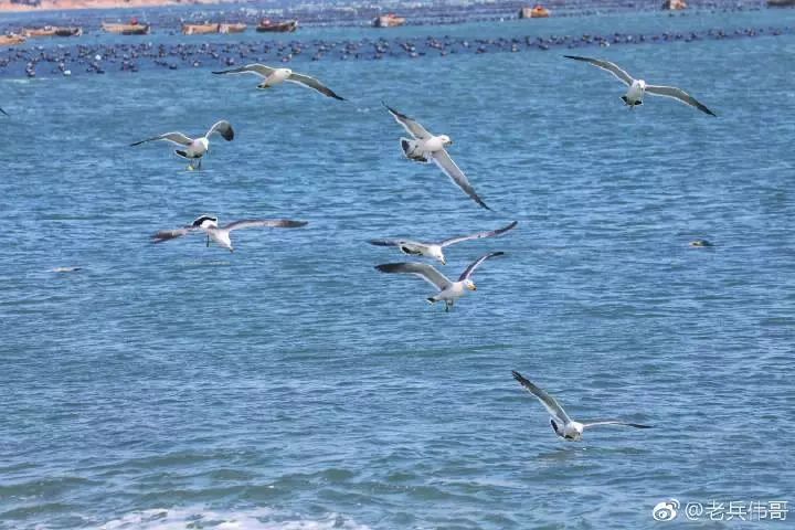 蓝海的诱惑——来自一个叫柏岚子的地方……