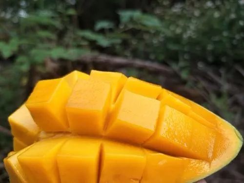 越南大青芒芒果中的巨无霸,越南大青芒泰国酸脆青芒果