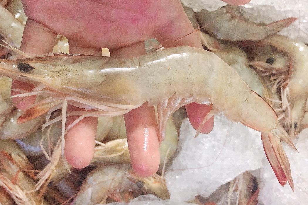 罗氏虾和基围虾区别哪个好,罗氏虾基围虾竹节虾区别