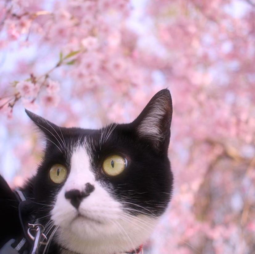 是心动啊，樱樱樱樱樱樱樱樱樱