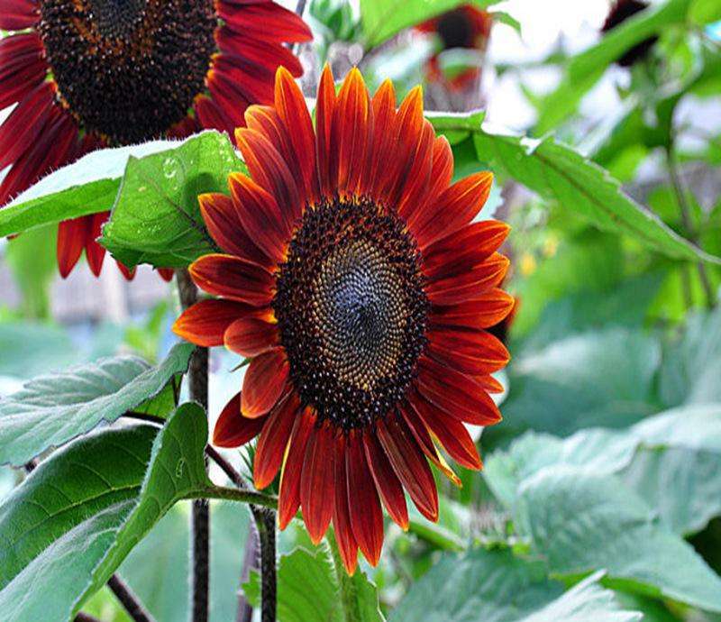 让向日葵长矮的方法是什么,让向日葵快速开花