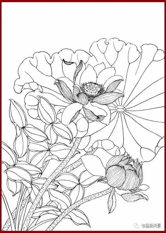 工笔白描简单荷花视频教程,工笔荷花的各种形态白描稿