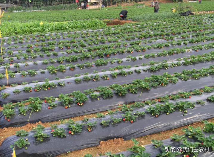 除草技巧,地膜除草最好的方法