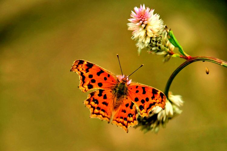 原创蝴蝶恋花,蝶恋花蝴蝶原唱