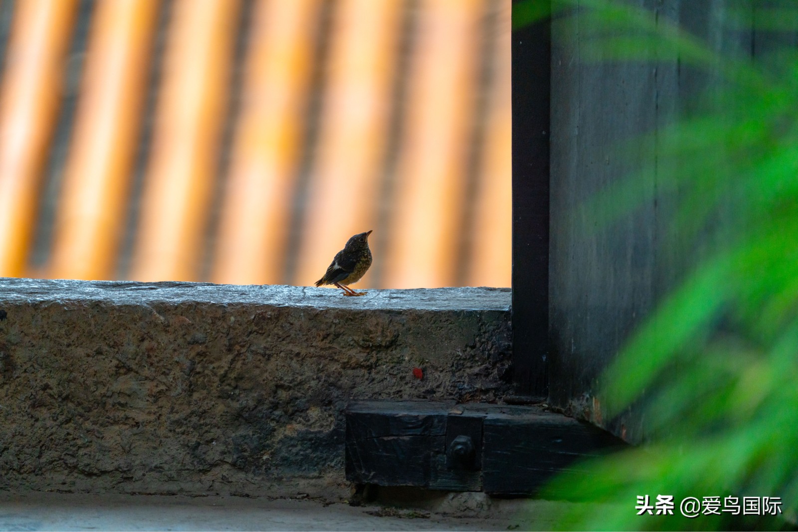 鸟类最好看的照片,100张绝美鸟类图片