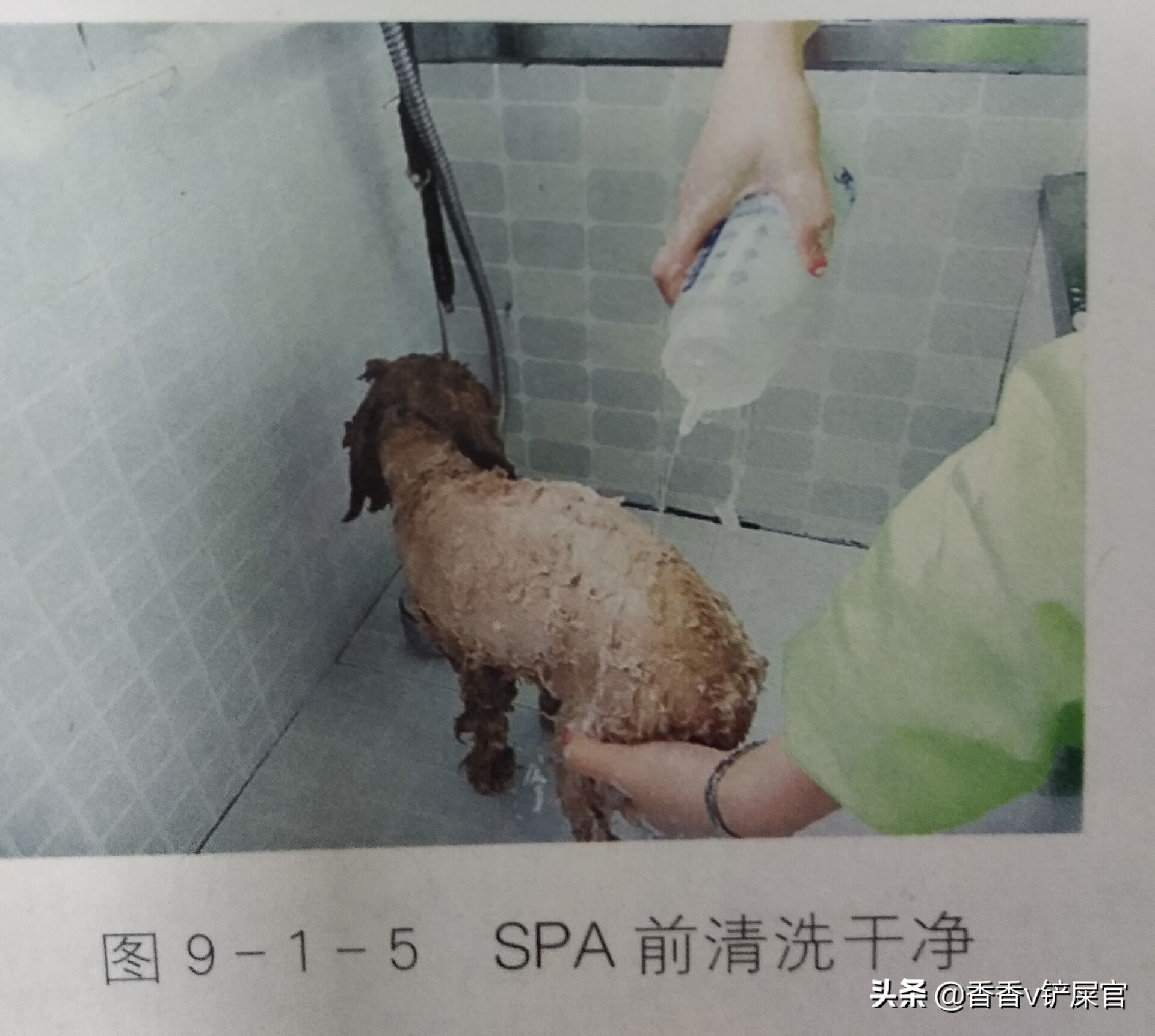 怎么给宠物做spa药浴,宠物spa需要准备什么