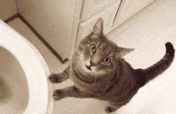 养猫咪的5大隐性危害宠物猫,养猫咪的5大隐形危害宠物猫