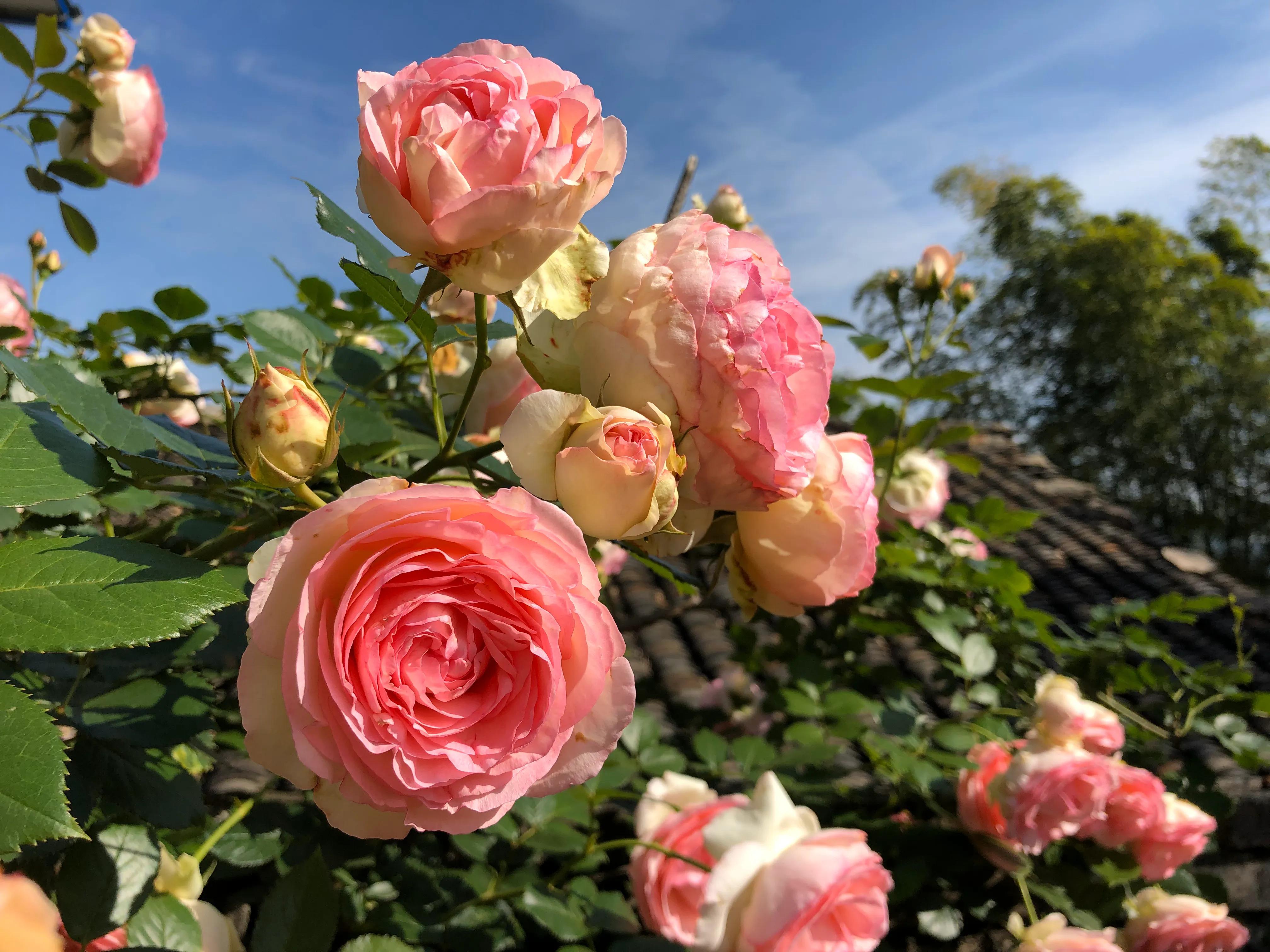 植物养出爆皮效果,月季埋鱼肠爆花了