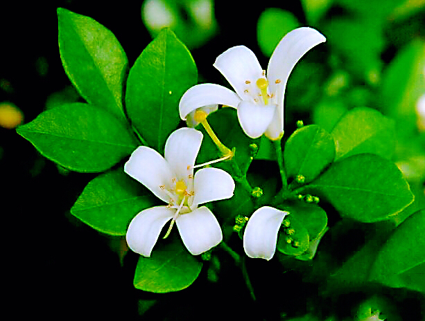 九里香木本,九里香是耐寒花卉吗