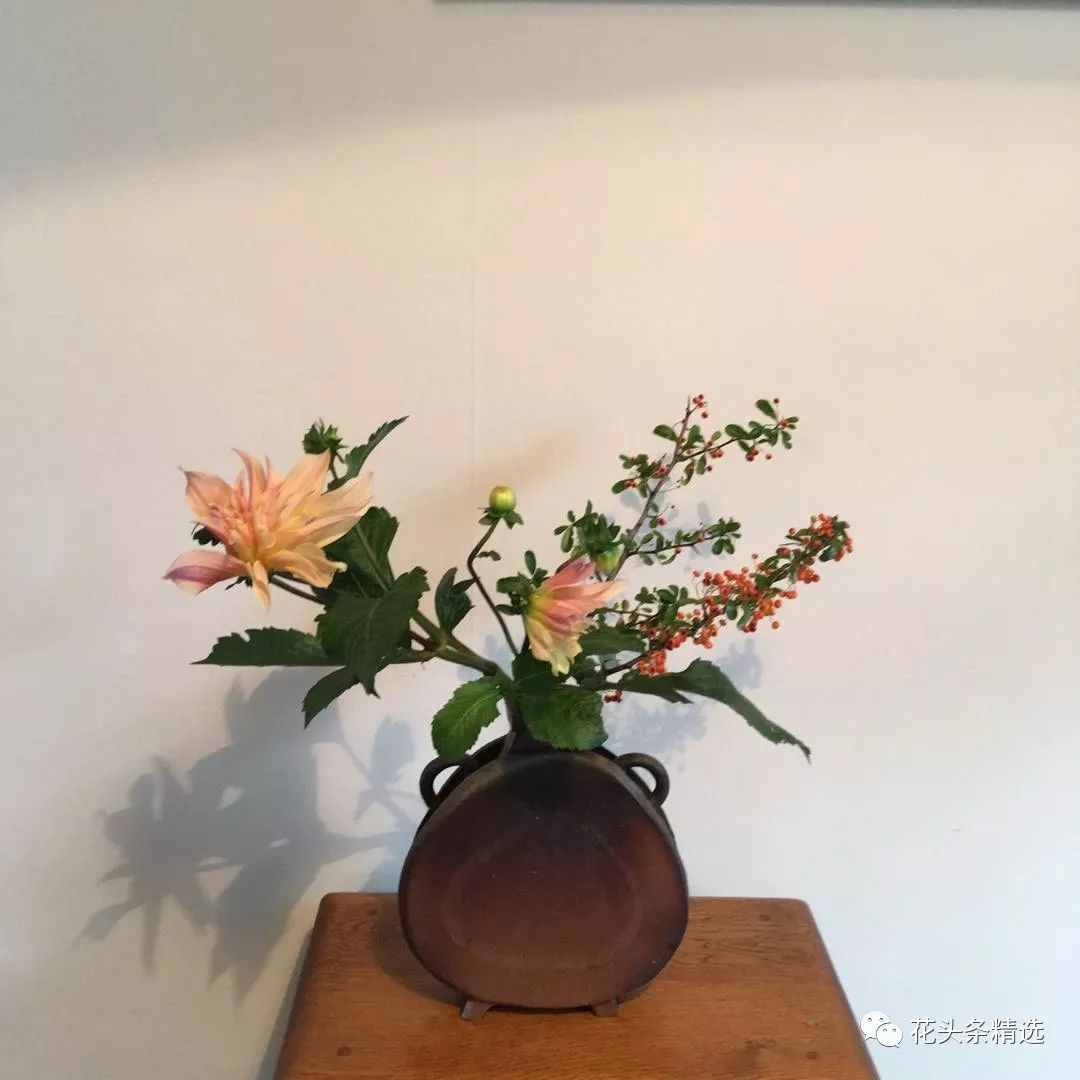 最优质的北美冬青,北美冬青性价比高的