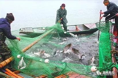 看起来收入可观的频繁的“微拍”和“微信交易”对钱币市场的影响