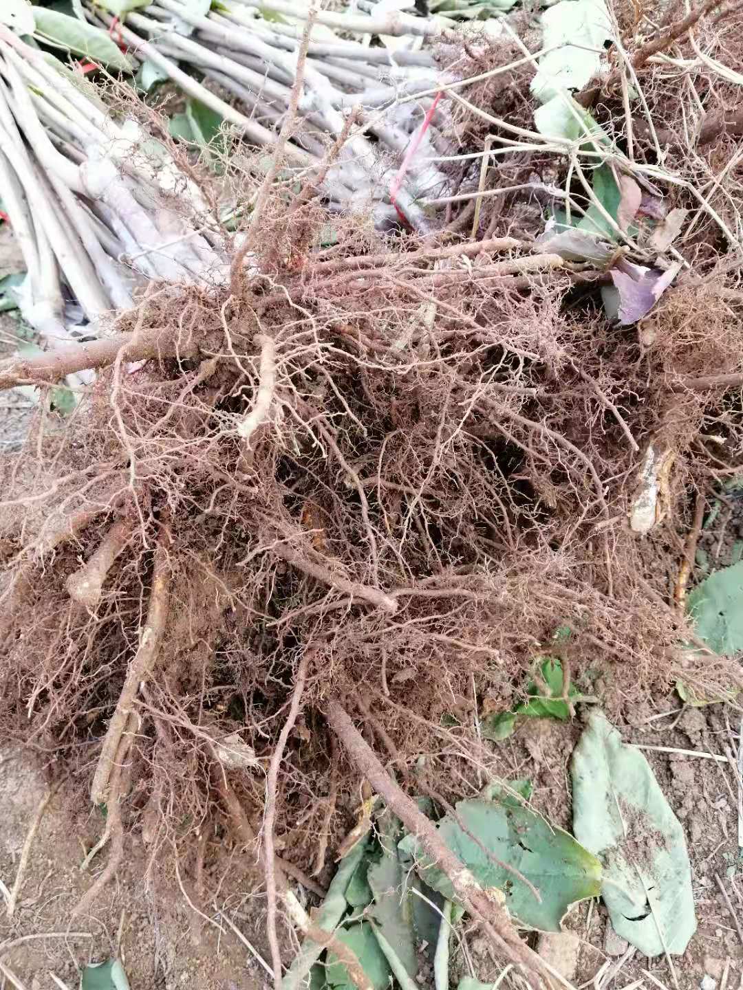 今年樱桃新品种有哪些,樱桃种植最新品种有哪些