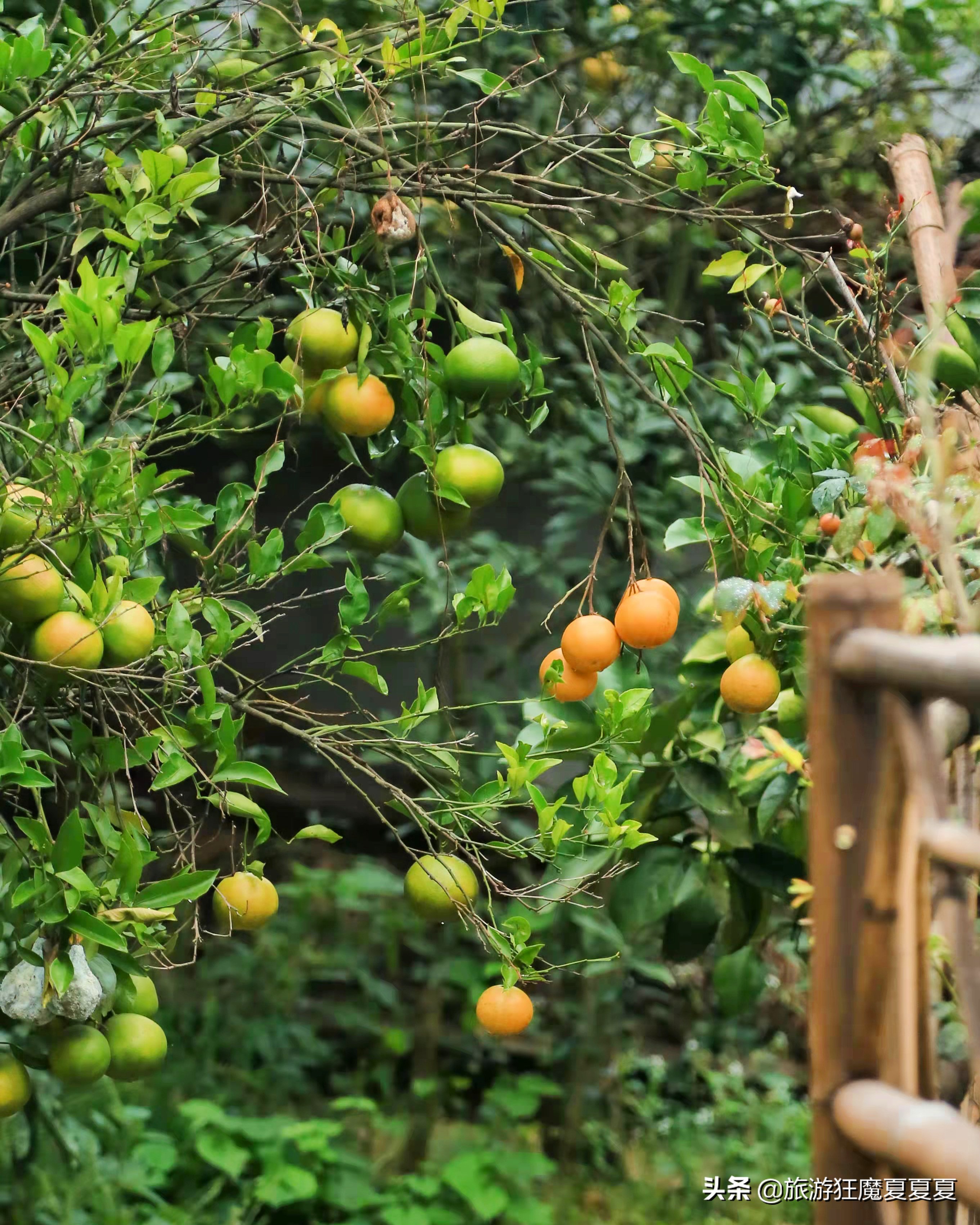 成都市龙泉驿区红旗村,成都市红旗村
