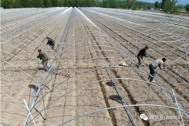 小型温室大棚用什么样的大棚,塑料大棚对比玻璃大棚