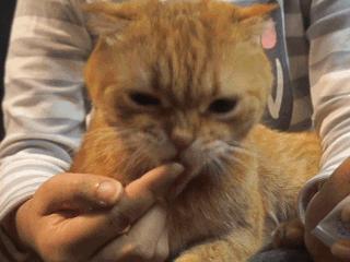 猫：来啊，踩我屁股啊，使点劲儿