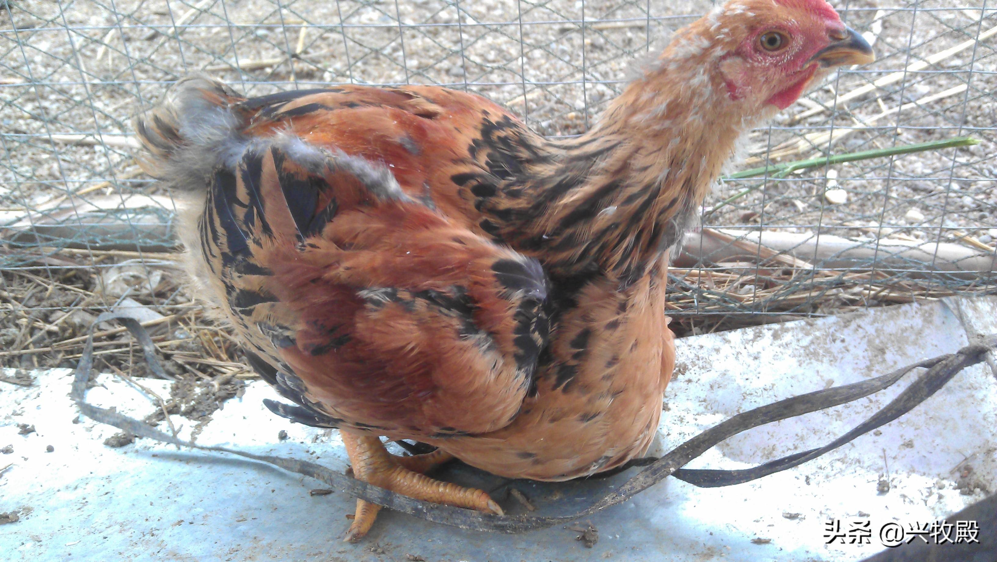 鸡得了肠胃病该怎么治,鸡胃不消化喂什么药