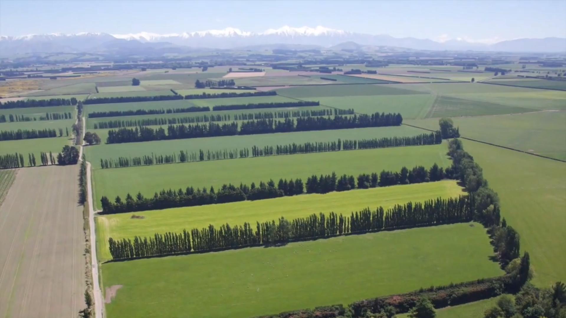 不用代购也有新西兰牛奶喝？伊利砸11亿收购当地第二大乳业合作社