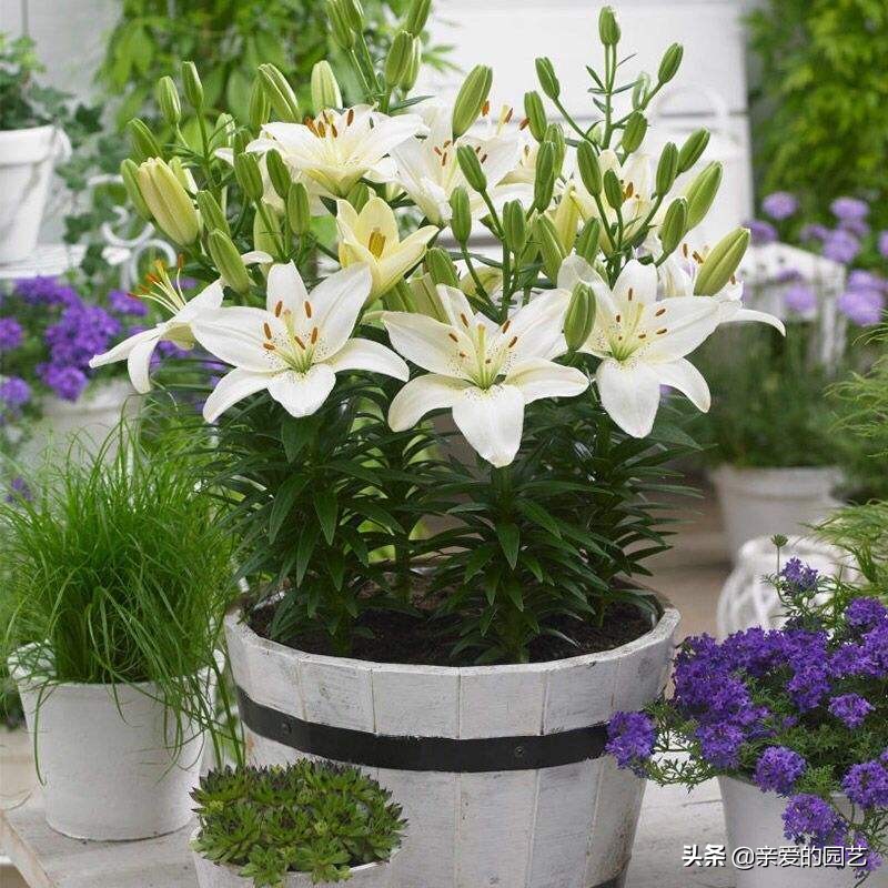 百合这样养很快就能花香四溢,百合花这样养花朵大香味迷人