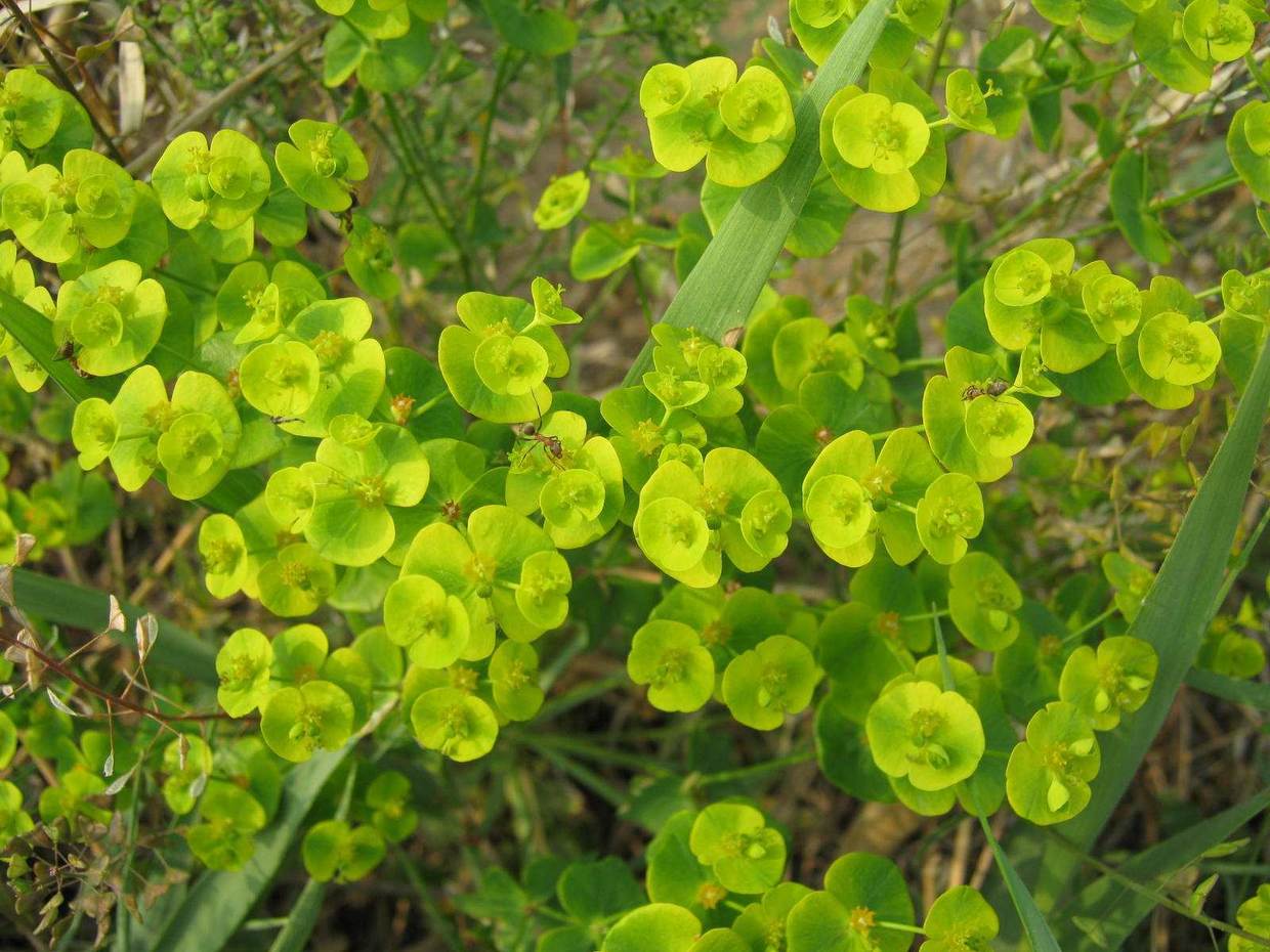 野草叫做五朵云,五朵云野草