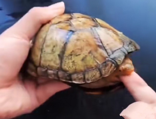 养乌龟的水可不可以用来兑水浇花,新手养乌龟怎样养水