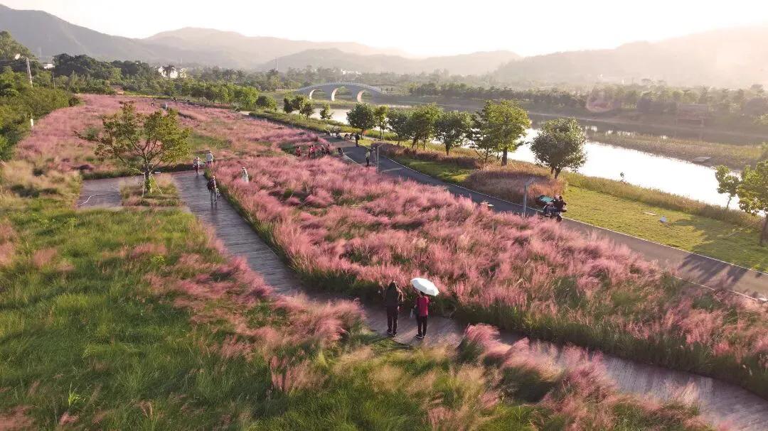 深圳花海公园地址在哪里,深圳中心河公园花海