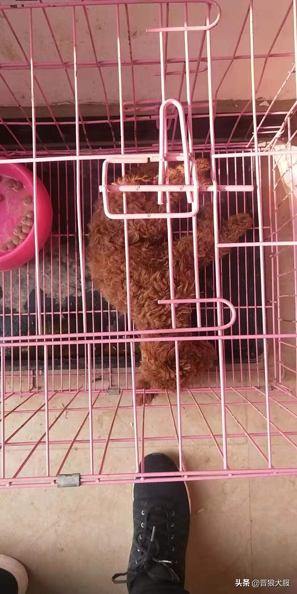 只因为一片驱虫药，就要了一条小泰迪的生命，主人后悔莫及