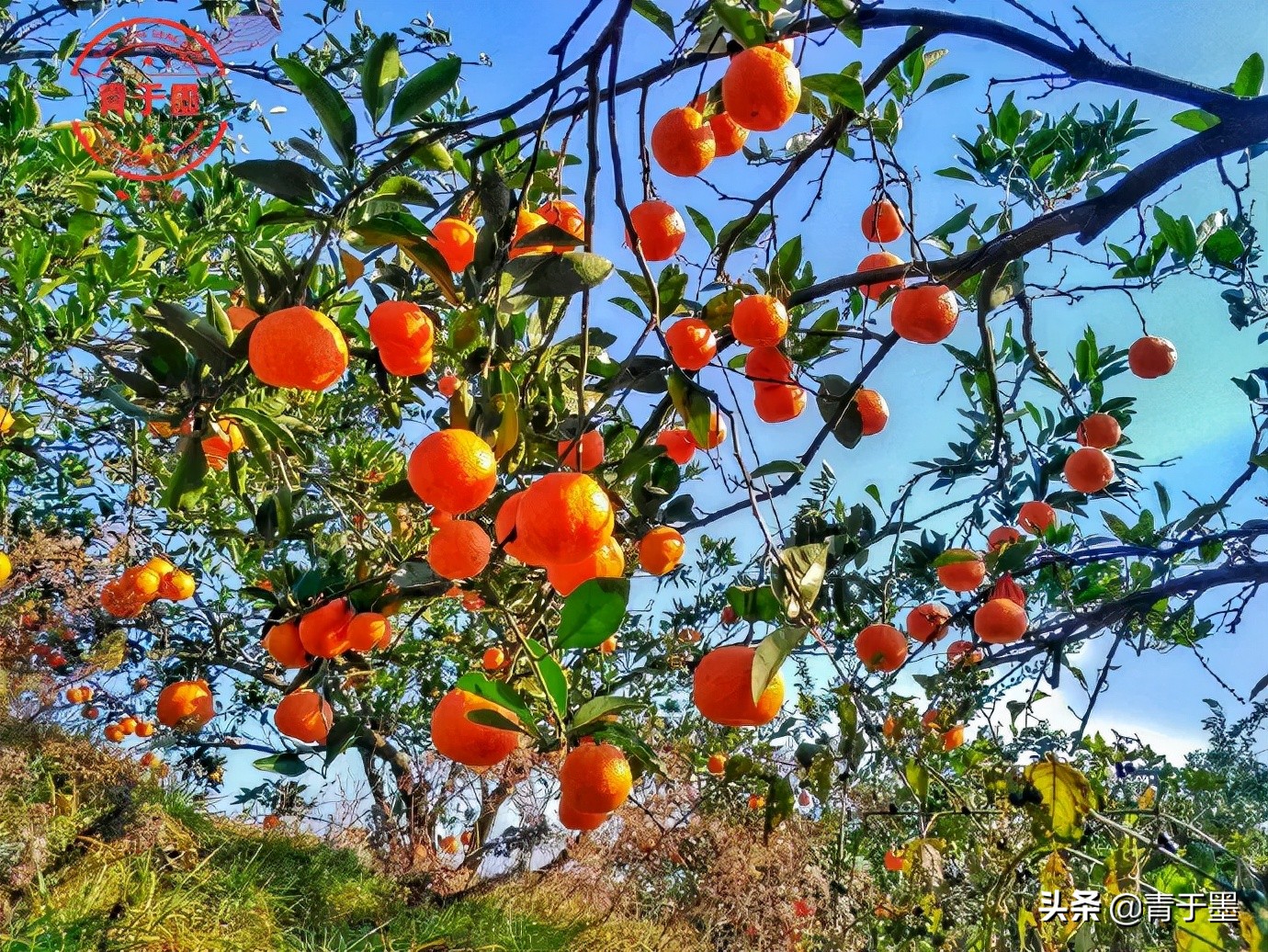 苏轼最有哲理的十首诗,苏轼一生最智慧的诗句