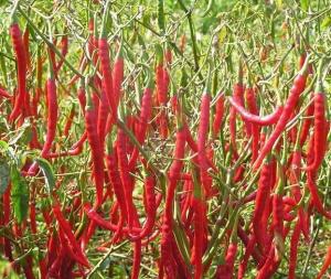 农村创业适合做些什么项目,农村的创业的点子