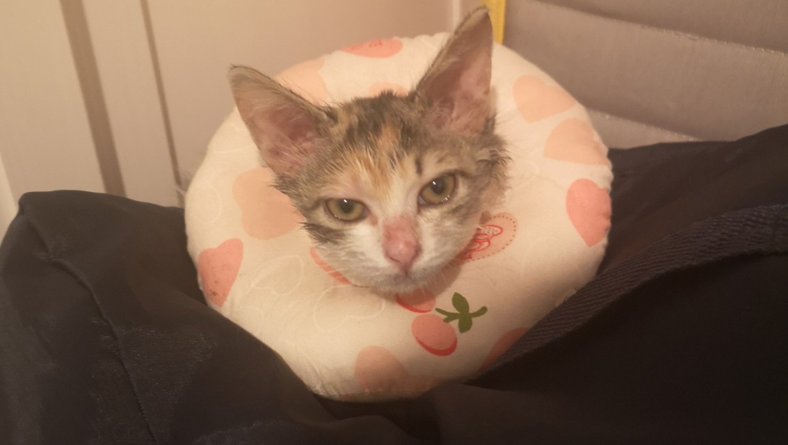 家里有小孩养猫怎么处理猫毛,家有孩子养猫注意事项