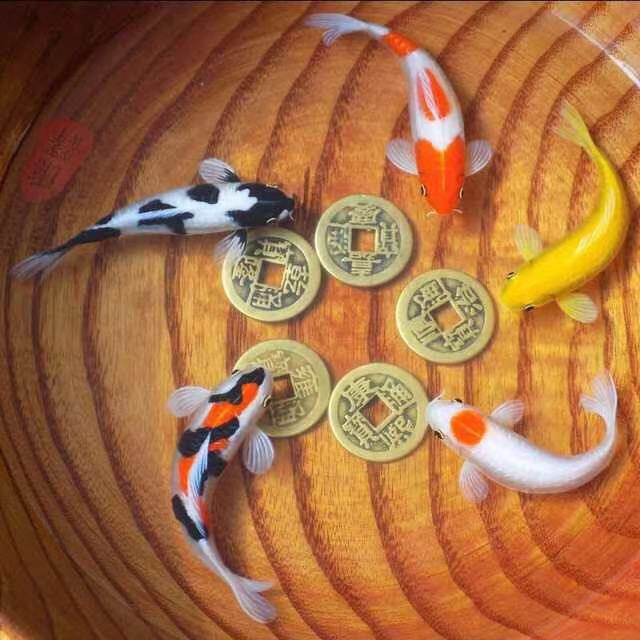 渔友张哥小视频,新鱼缸养锦鲤鱼正确的方法和技巧