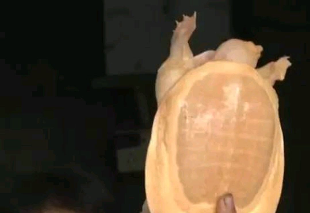 罕见！南昌钓鱼人钓上“黄金鳖”，有人想出高价购买