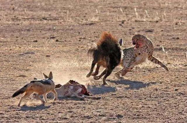 胡狼“大帝”：比平头哥胆子还大的非洲蹭饭王