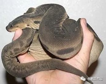 蛇如何升级为龙,可以升级的蛇