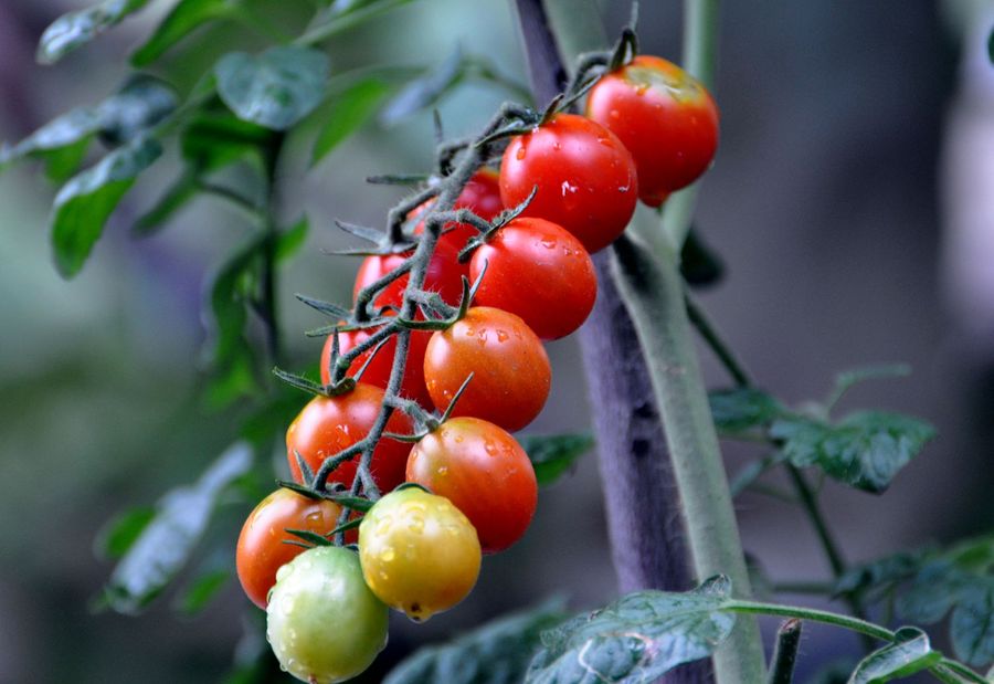怎样提高圣女果品质,如何提高圣女果的光泽度
