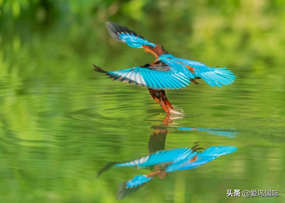 极简鸟类摄影欣赏,2019鸟类摄影作品欣赏