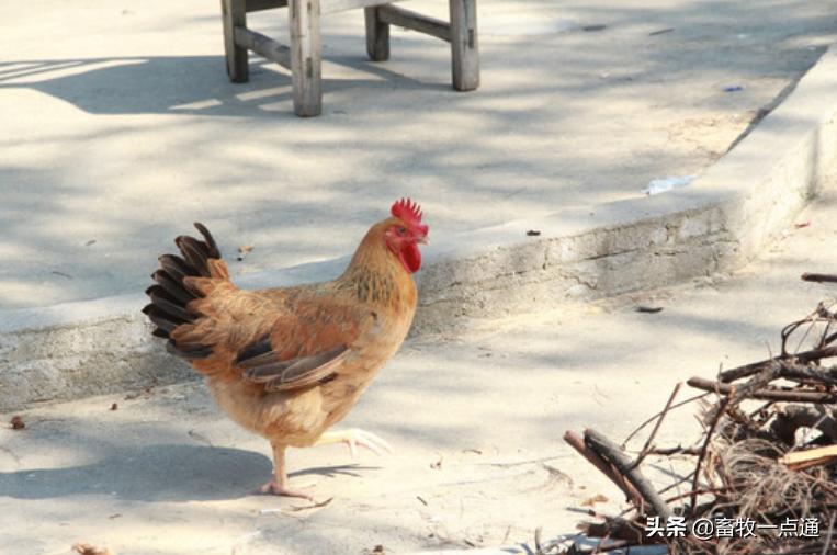 组织滴虫病,黑头病的预防跟治疗