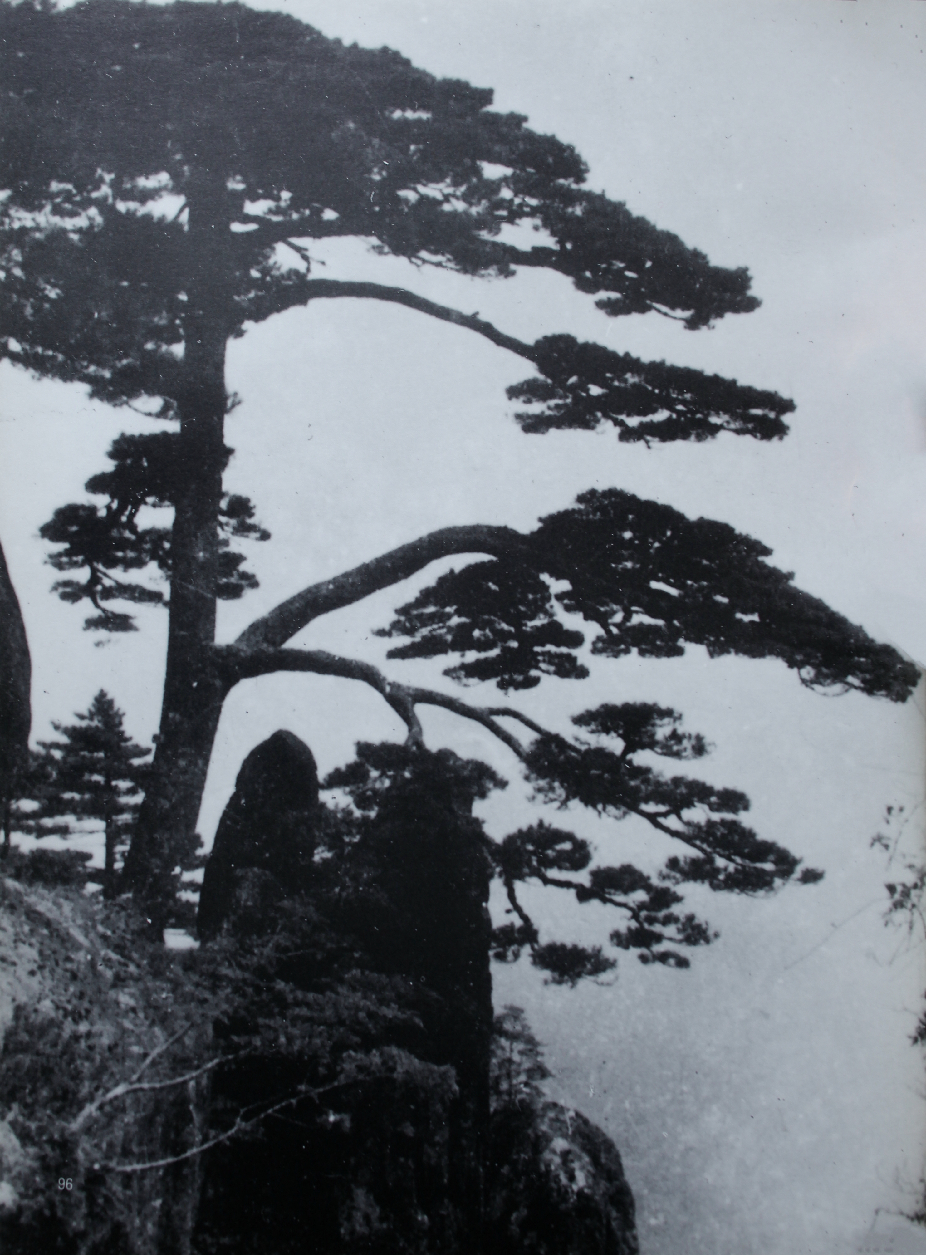 贵宾迎客松的真假辨别方法,黄山迎客松真假