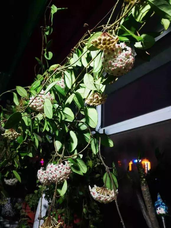 适合室内养的不见阳光的垂吊花,适合阳台种的垂吊花一年四季开花