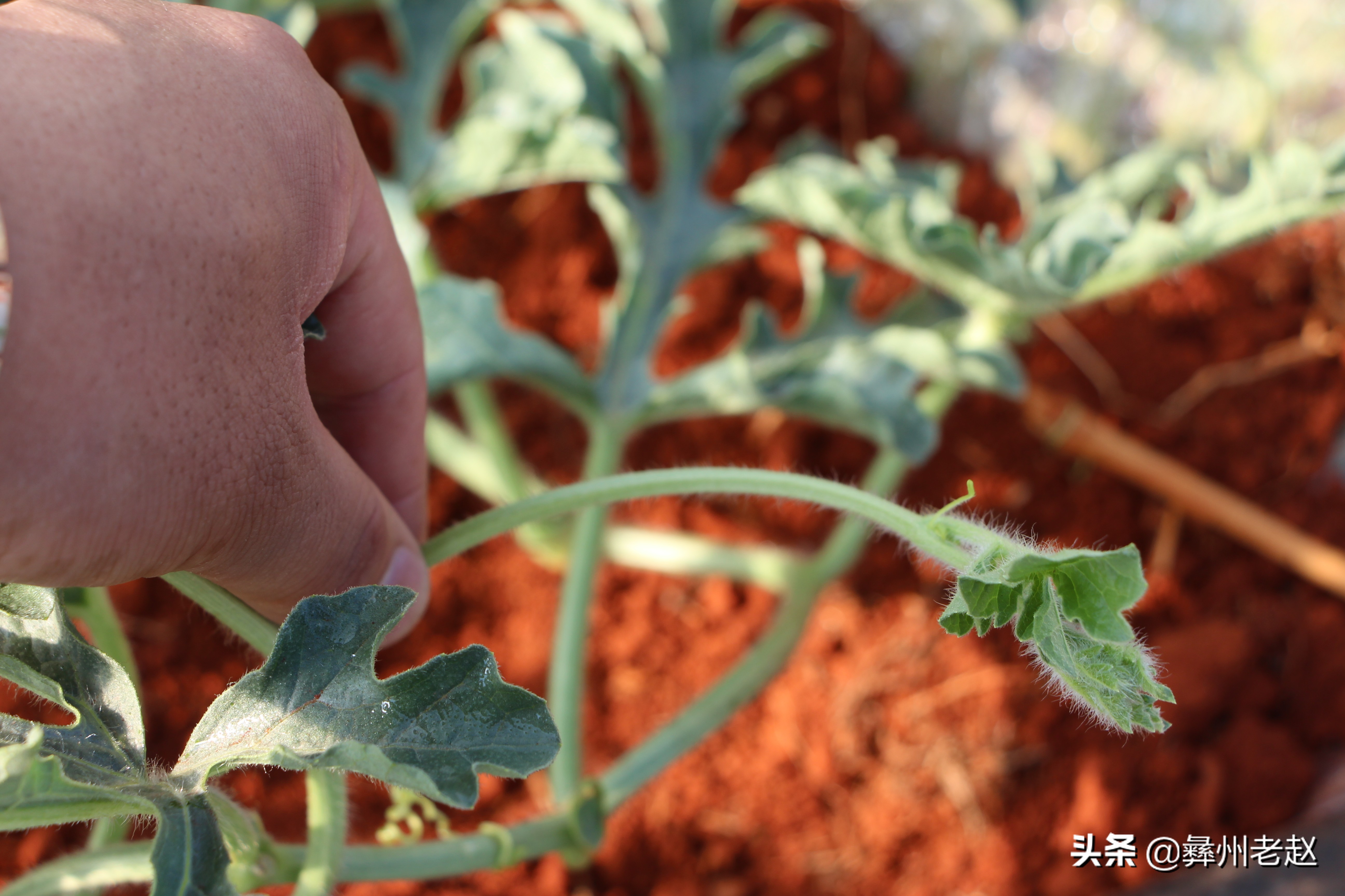 西瓜大蔓整枝能不能长大,西瓜压蔓整枝疏果等管理方法