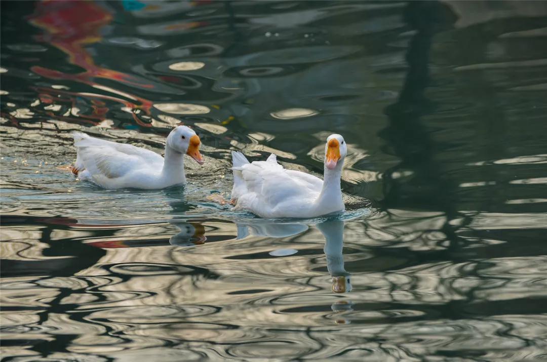 曲水亭街有一种江南的感觉,曲水亭街烟火气视频