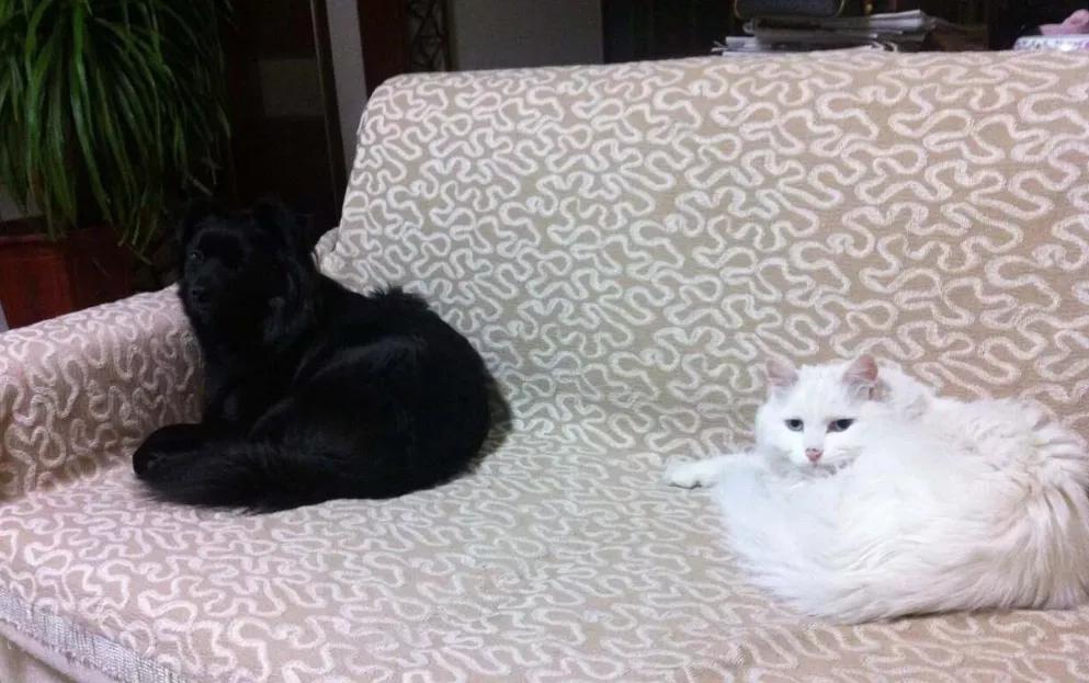 养狗是黑的好还是黄的好,养狗黑狗好吗