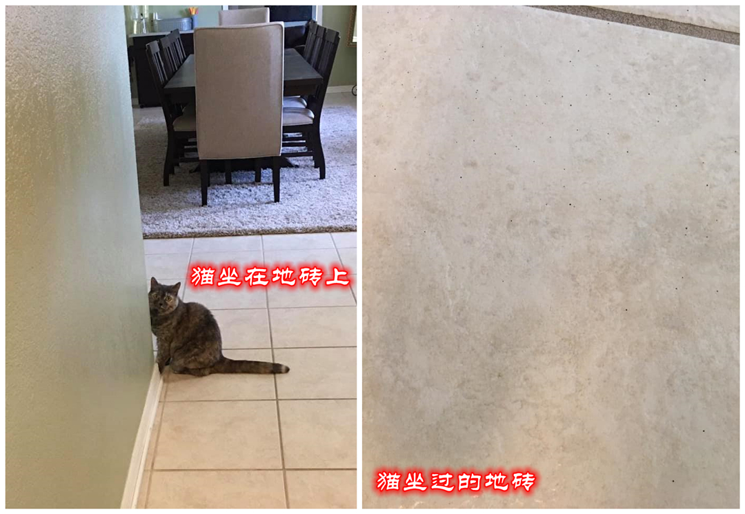 宠物主最担心猫咪什么问题,宠物主最担心猫咪出什么问题