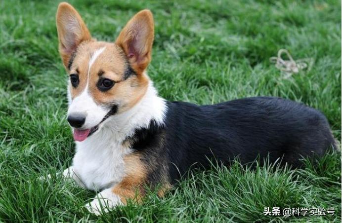 为什么狗子交配，会背对背连在一起不分开？这样难道不危险吗？