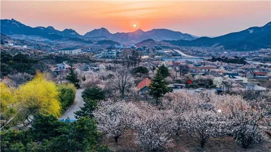 文登西洋参园,天福山文登