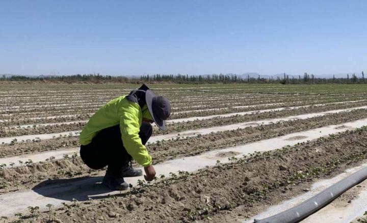 新疆棉花辟谣,辟谣新疆和田