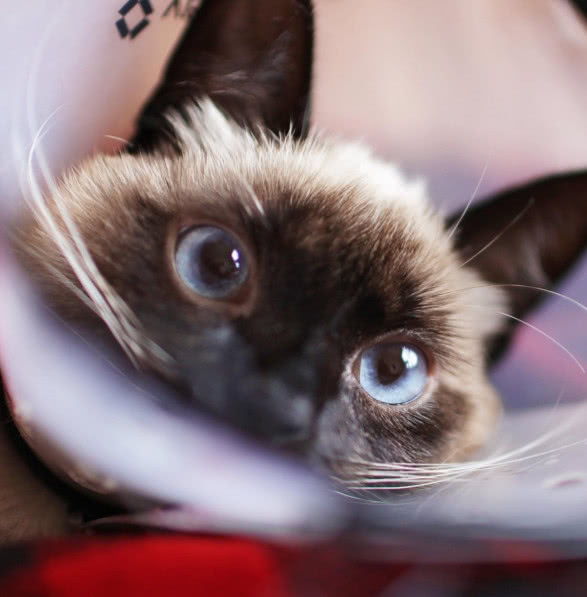 猫咪为什么会得慢性肾病,猫咪眼睛白内障的症状有哪些表现