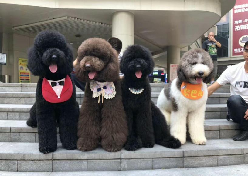 巨型犬类性格最好的狗,最好的七种狗大型犬凶猛