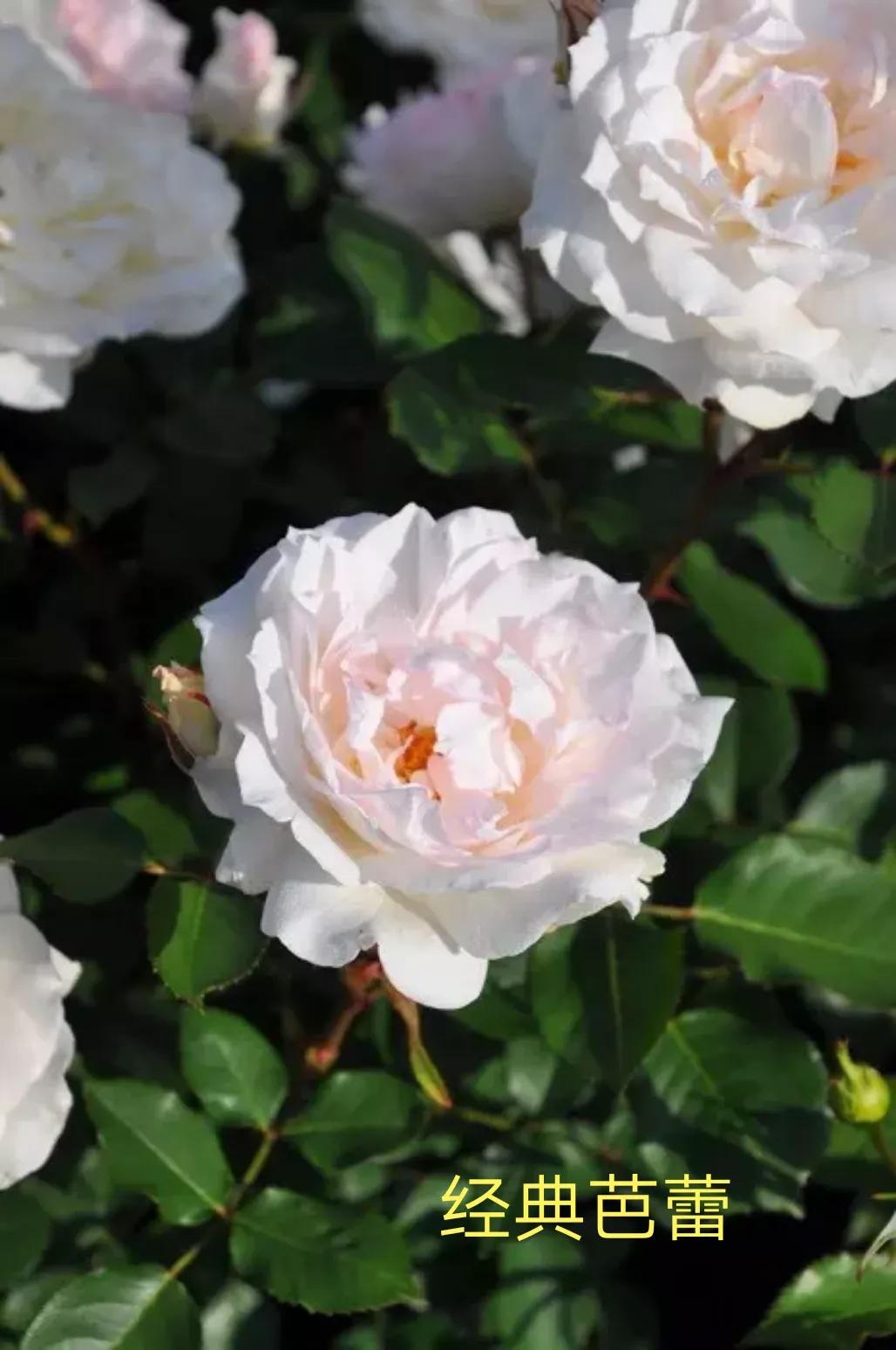 木村卓功推荐的月季,木村卓功月季