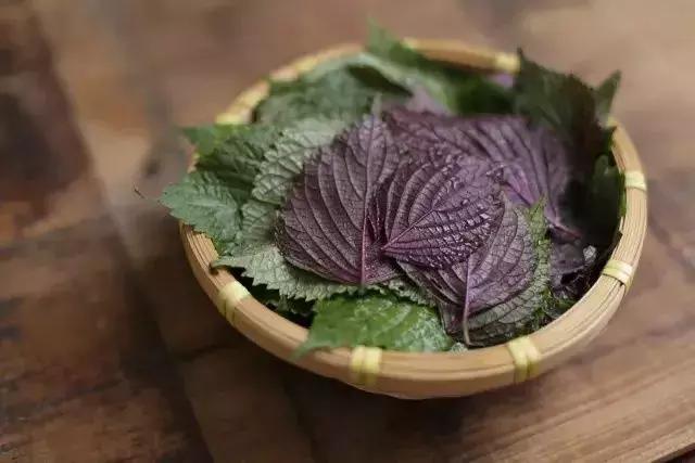 吃螃蟹必备的神奇香草，竟然有着这么美的名字