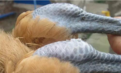 鸡支原体滑囊炎发病最根本原因,鸡得了滑液囊支原体怎么治疗最好